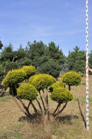 Taxus baccata 'Washingtonii' bonsai